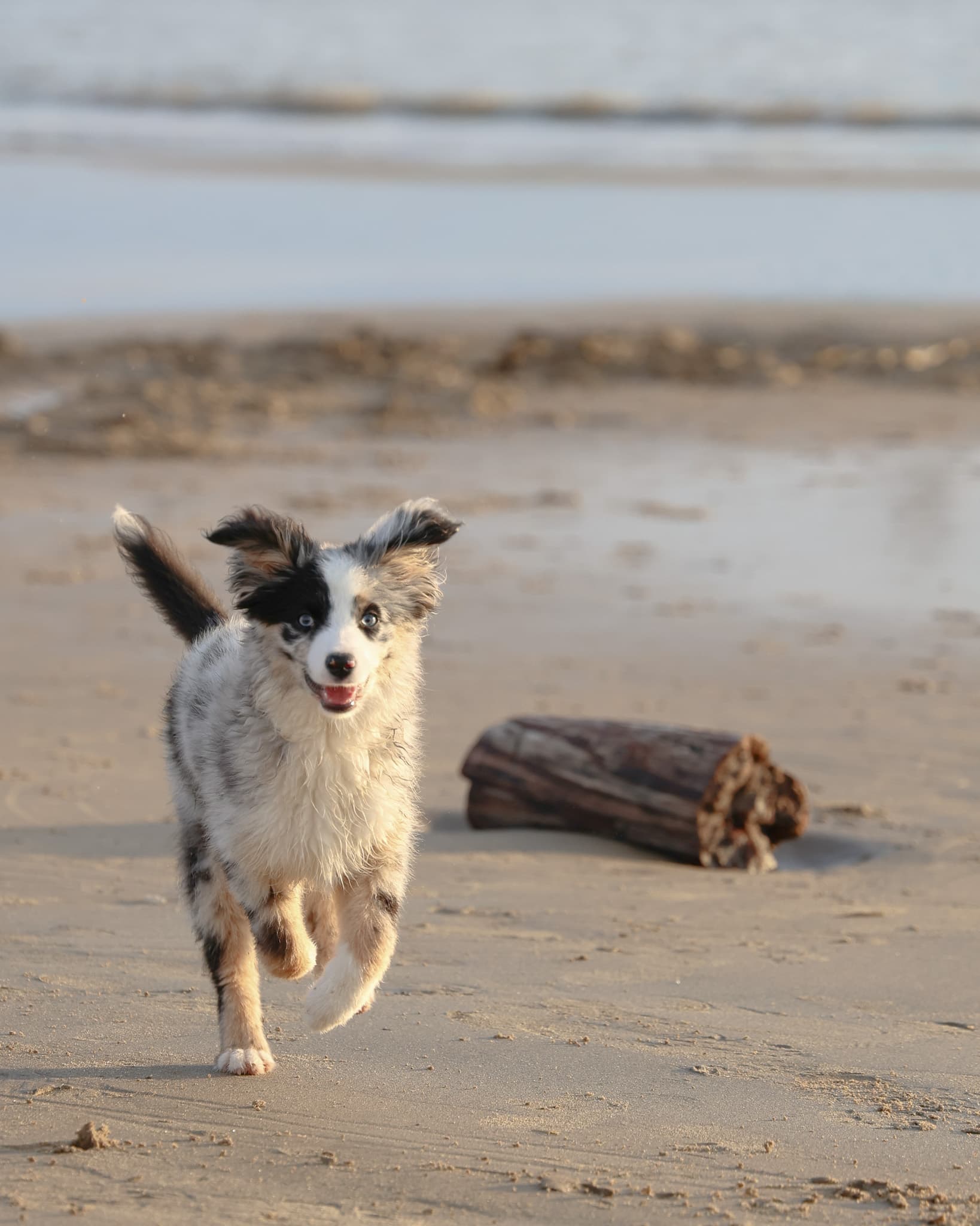 Séance photo animalière avec chien en extérieur