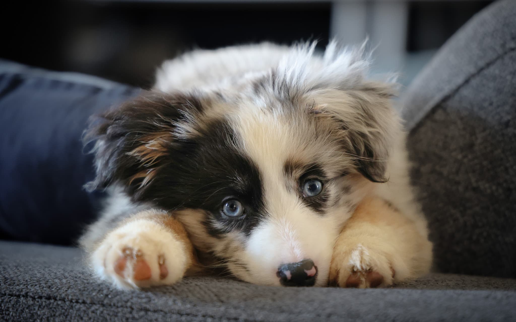 Portrait d'un chien lors d'une séance photo animalière